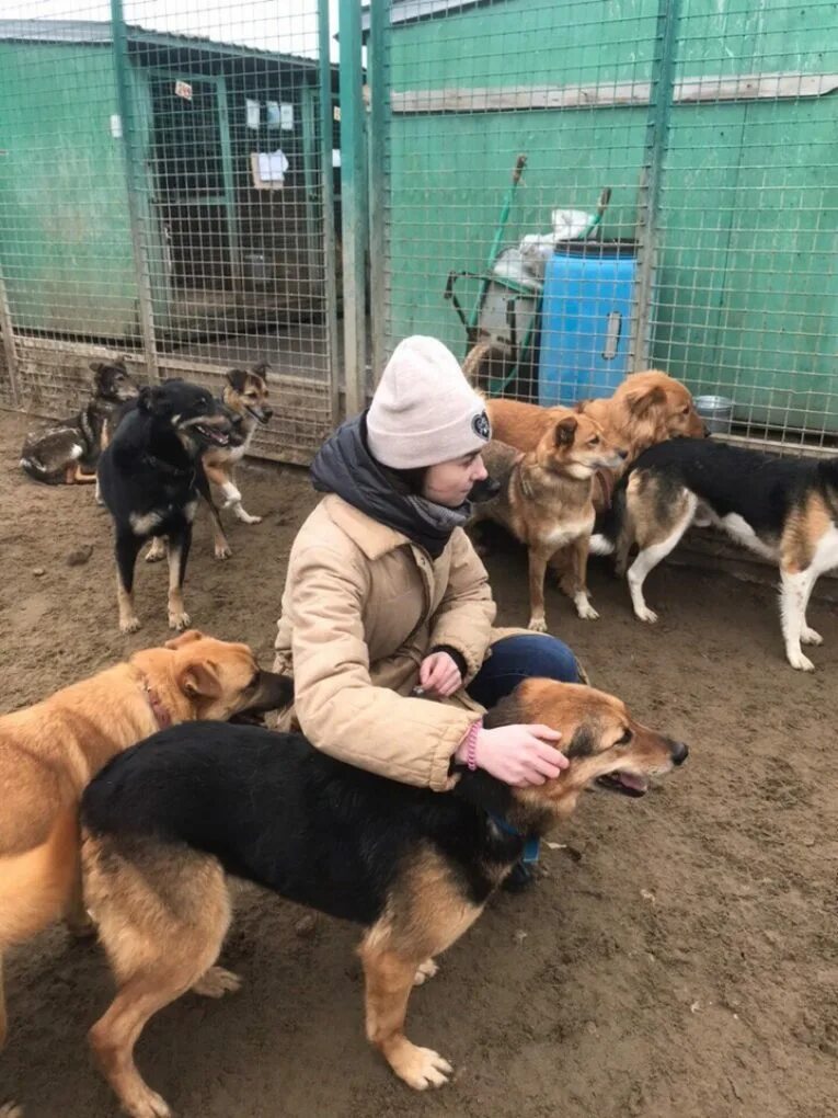 Как стать волонтером в приюте для животных. Кожуховский приют для собак. приют кожуховский немецкая овчарка. приют для приют в москве приют москве. кожуховский приют для бездомных животных, волонтеры, москва.