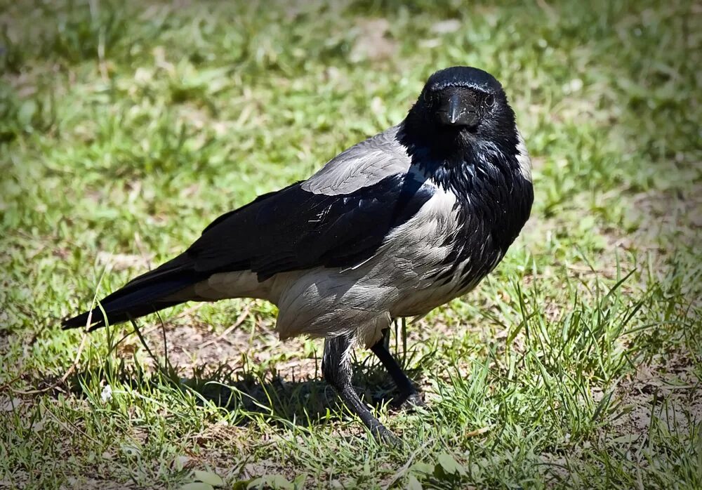 Серая ворона самец и самка. Серый вороненок. Классификация серая ворона. Ворона самец и самка. Серая ворона взрослая особь.