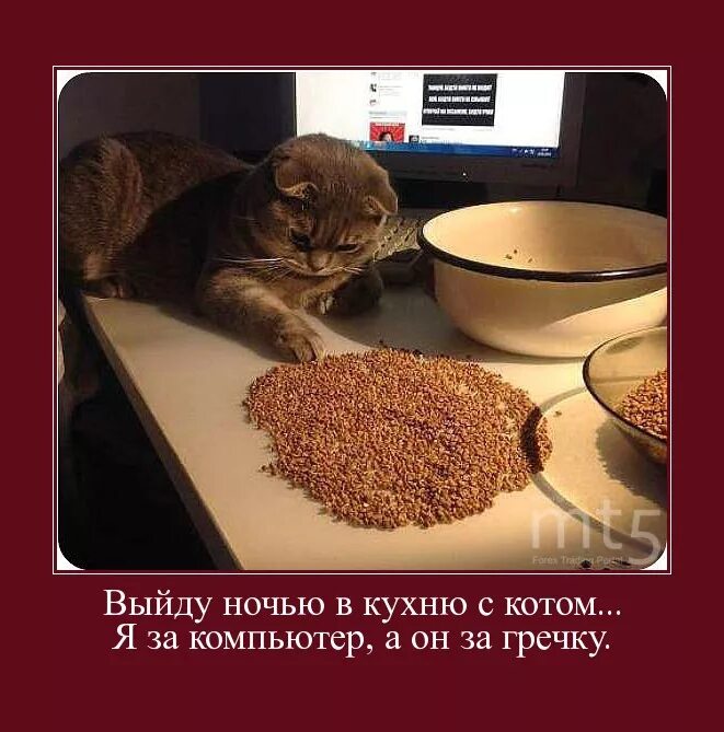 Выйду я ночью собаку