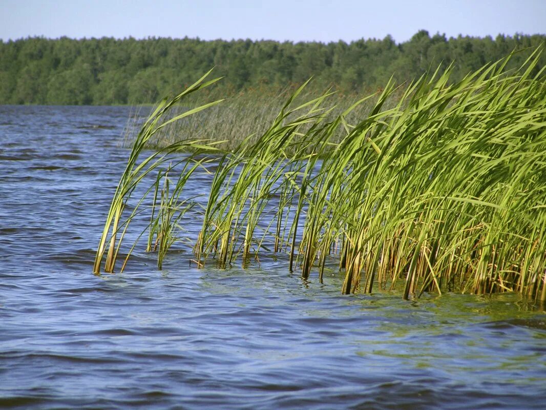 Камыш водоросли. Камыш, рогоз, рдест. Рогоз, рдест, тростник. Рогоз Речной. Тростник Южный реки Волга.