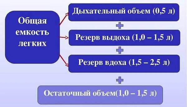 Формула емкости легких. Общая емкость легких норма. Общая ёмкость лёгких формула. Жизненная емкость легких (жел) состоит из:. Жизненная емкость легких cjcnjbn BP.