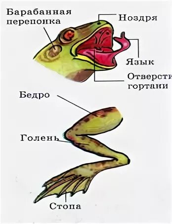 основные структуры у земноводных. внешнее строение прудовой лягушки. класс земноводные лягушка внешнее строение. биология 7 класс земноводные внешнее строение лягушки. пищеварительная система озерной лягушки.