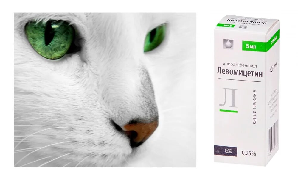 Левомицетин можно капать кошкам. Капли с левомицетином глазные для кошек. Левомицетин капли для кошек. Капли в глаза коту от воспаления.