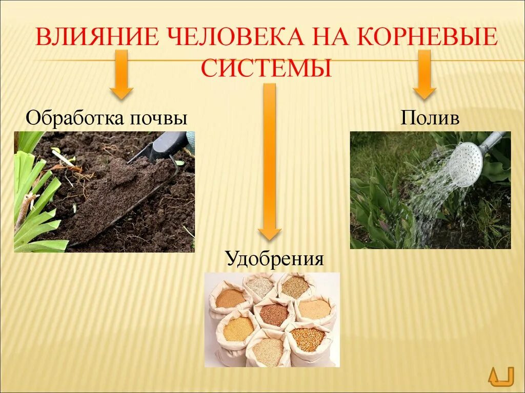 Рост корня. Что такое растровое растение вещества. Корневые системы растений. Корень. Питательные вещества для растений в почве.