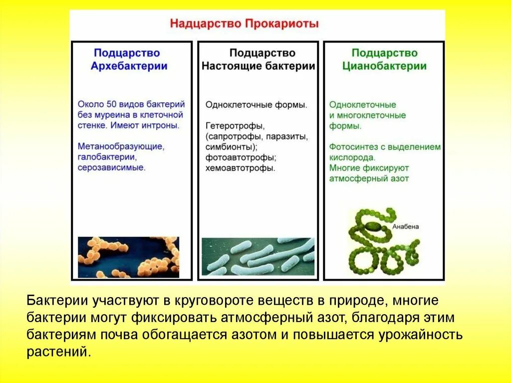 Развитие прокариот. Эубактерии и архебактерии. Систематика царства бактерий. Классификация бактерий царство прокариоты. Классификация бактерий подцарства.