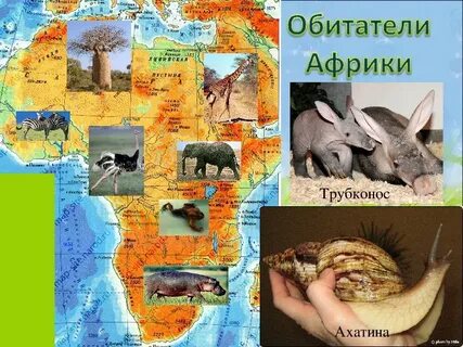 Жизнь организмов материка