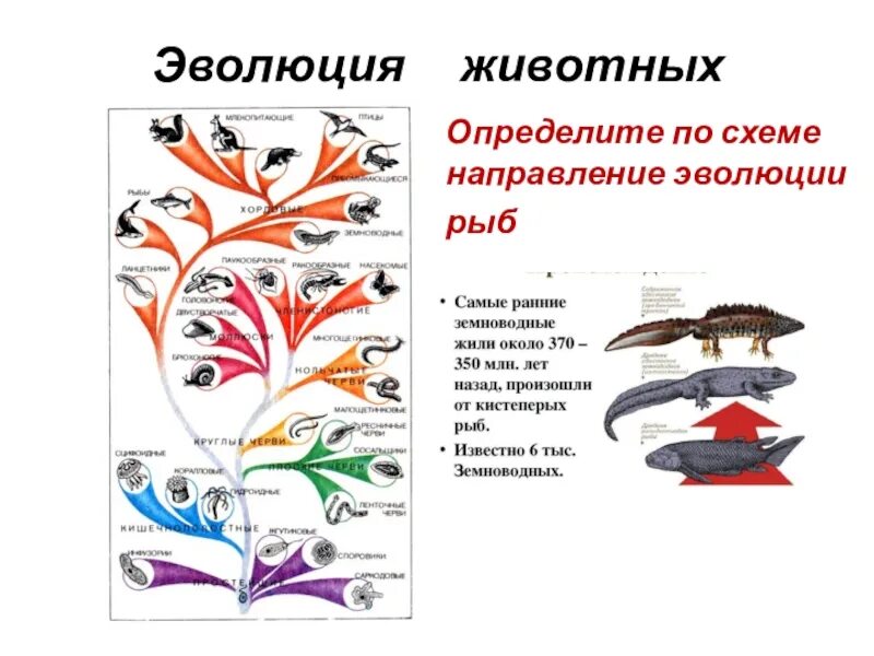 Определите по рисунку направления эволюции. Эволюция систем органов у рыб схема. Эволюция рыб. Эволюция животных схема. Происхождение и эволюционное развитие животных.