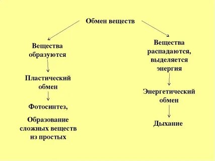 Обмен веществ по биологии схема
