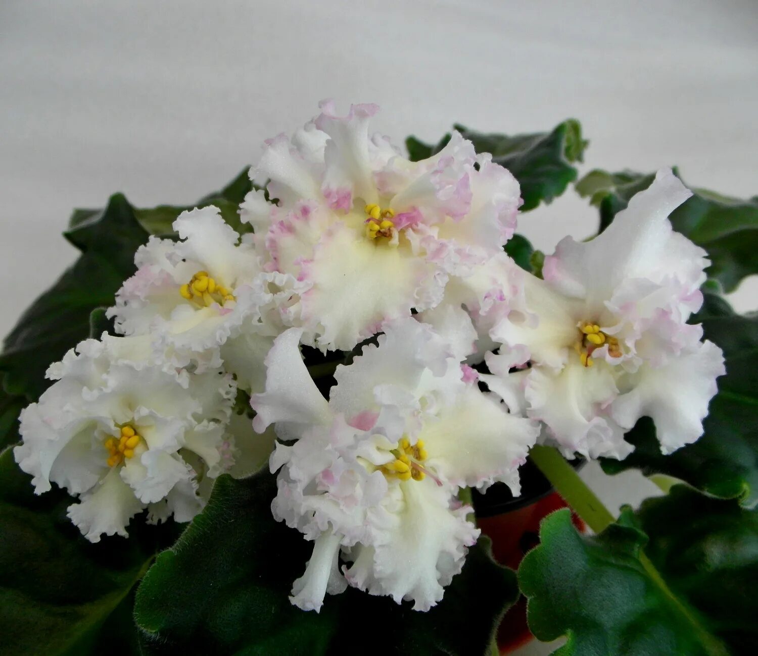 фиалка золотая