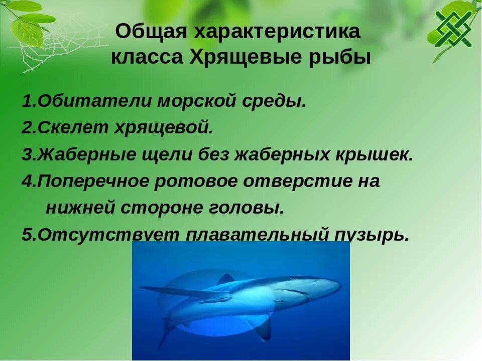 3 признака хрящевых рыб. Характеристика класса хрящевые рыбы 7 класс. Общая характеристика рыб биология. Общая характеристика хрящевых рыб. Класс хрящевые рыбы общая характеристика.