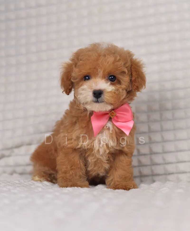 питомник мальтипу f1. мальтипу беби фейс. мальтипу фантом. мальтипу длинношерстный. мальтипу новорожденные.