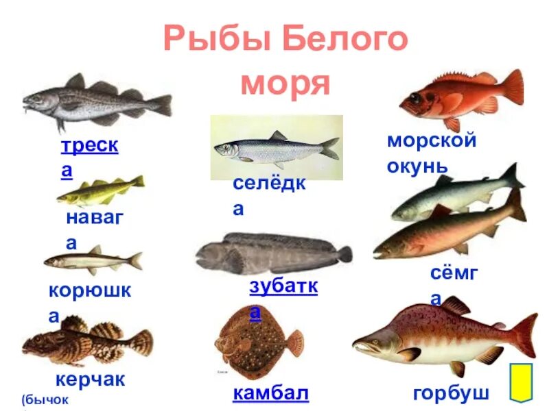 Как зовут рыб. Морская рыба названия. рыба белая названия. красная рыба названия список.