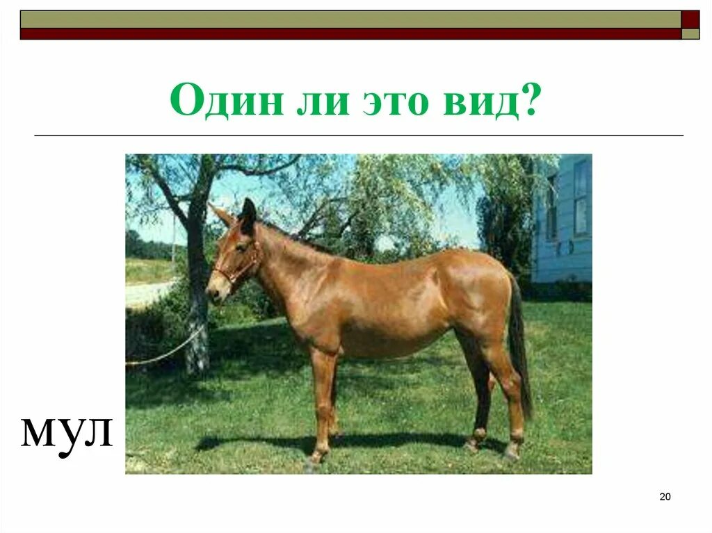 Отец жеребец