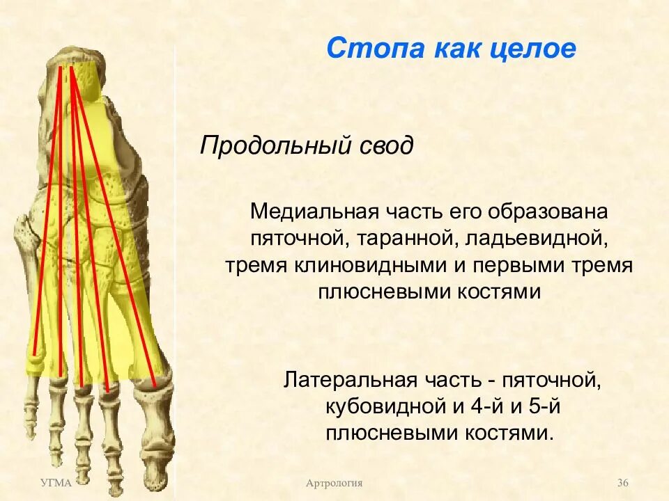 Пассивные затяжки сводов стопы. Кости свода стопы анатомия. поперечный свод стопы анатомия. мышцы удерживающие продольный свод стопы. кости стопы образуют свод.