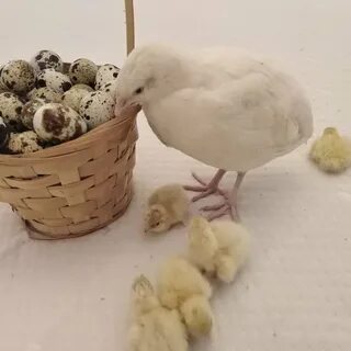 Стою кур