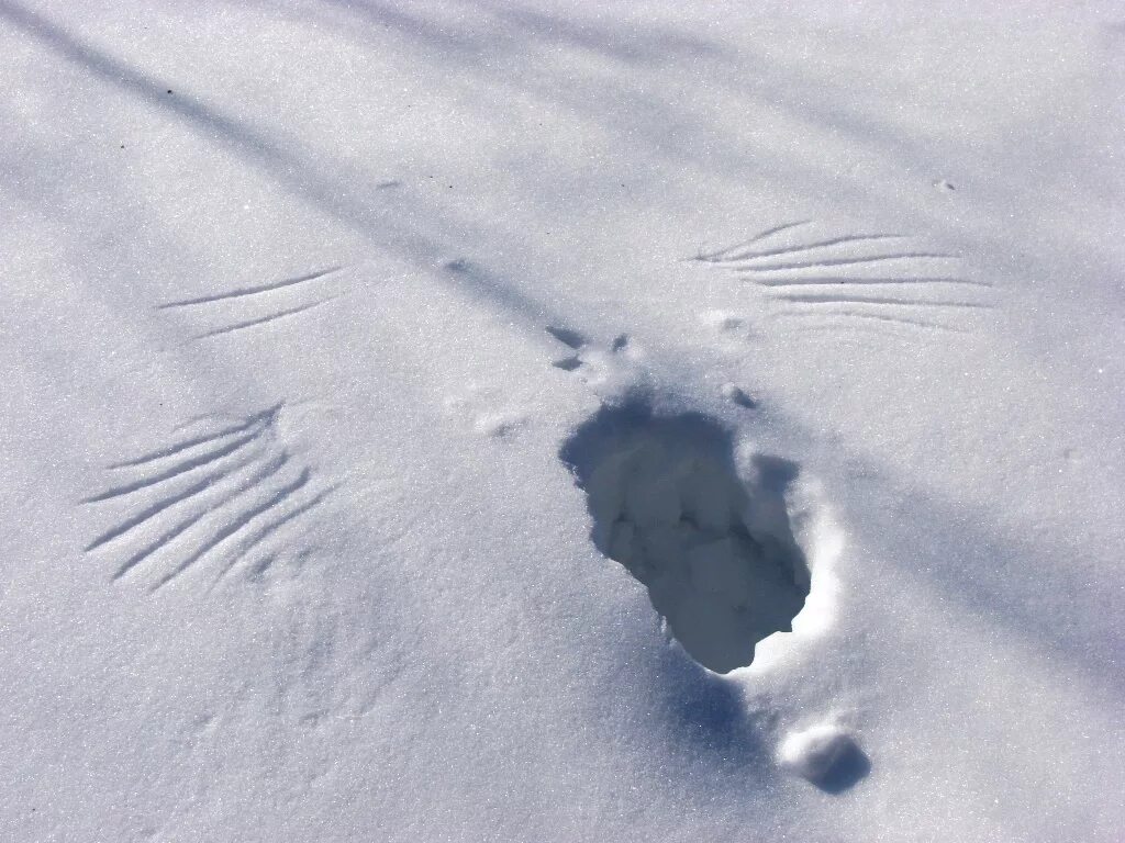 Включи следы. Следы животных на снегу. Отпечатки следов животных на снегу. Следы зверьков на снегу. Следы коровы на снегу.