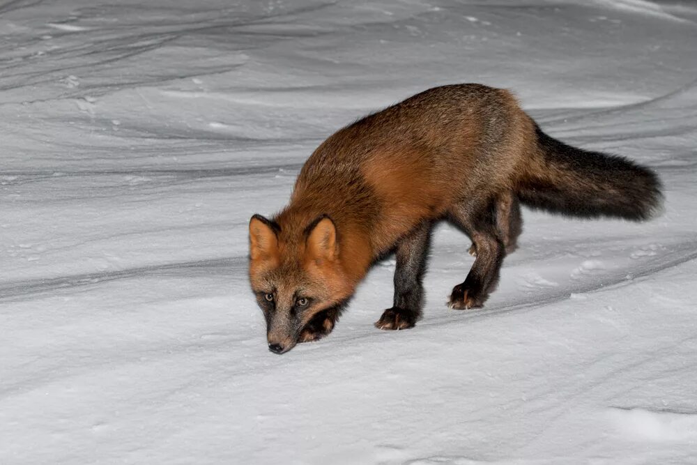 Fox цвет. Лисица крестовка бургунди. Чернобурка (сиводушка). Лиса сиводушка/крестовка. Лиса чернобурка сиводушка.