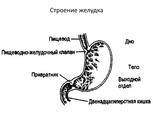 Между пищеводом. Строение желудка привратник. Строение пищевода и желудка. Клапан между желудком и кишечником. Клапан привратника желудка.