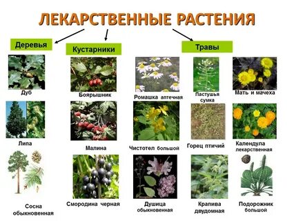 Какие есть лекарственные травы