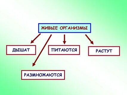 Живые существа организмы окружающий мир