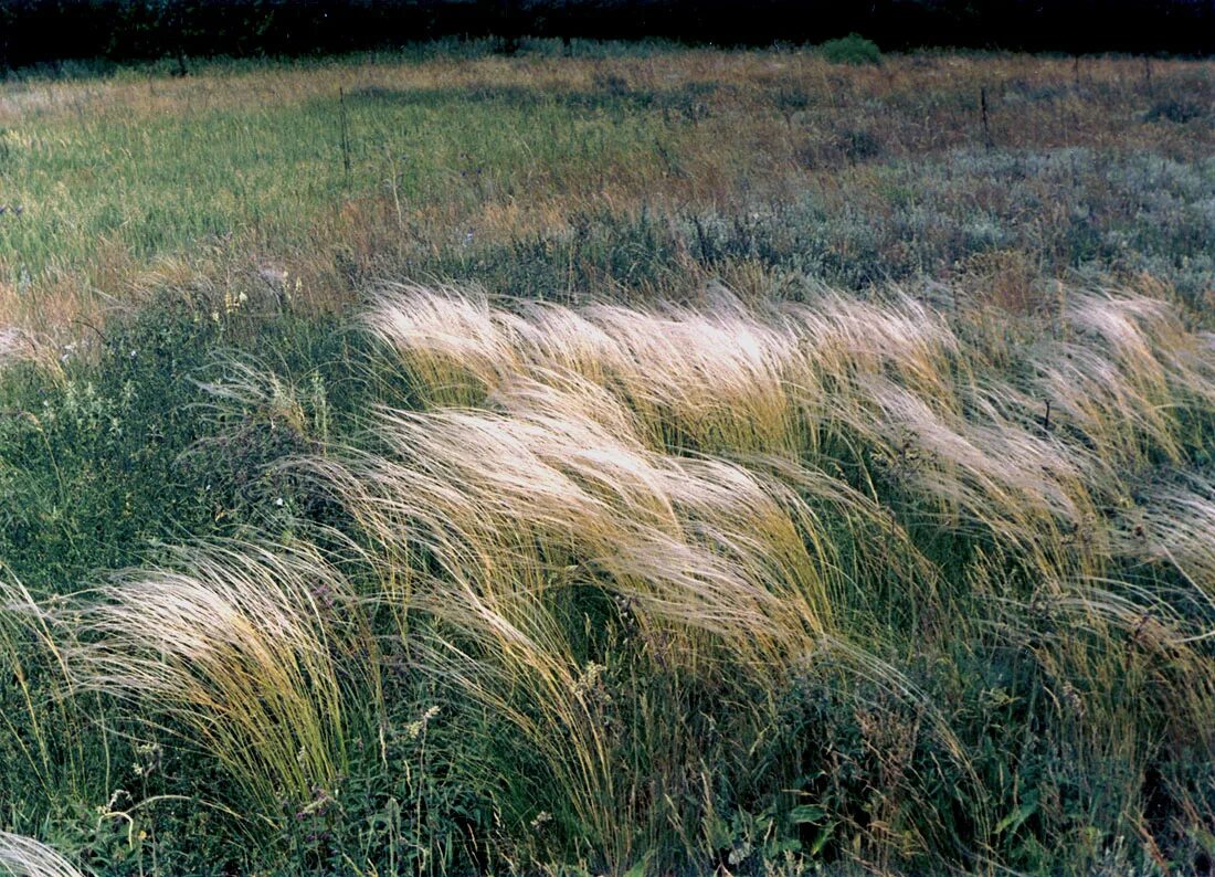 Ковыль стелется. Ковыль Лессинга. Ковыль (Stipa). Ковыль Луговой. Растение ковыль Лессинга.