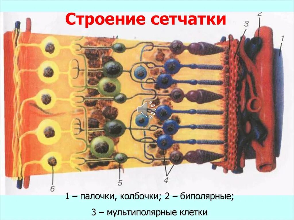 Биполярные клетки сетчатки строение. Сетчатка глаза клетки биполярные. Строение колбочки сетчатки. Светочувствительные клетки сетчатки. Замена сетчатки