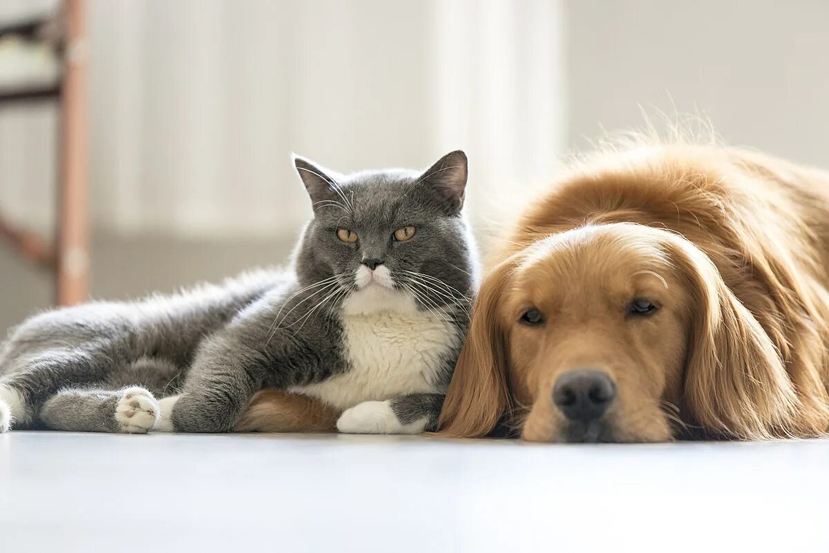 Do you have pet animals