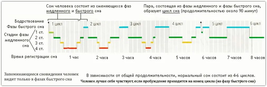 Фазы и циклы сна. Структура сна фазы медленного и быстрого сна. Стадии и циклы сна. 1 Фаза сна Длительность. Период пробуждения