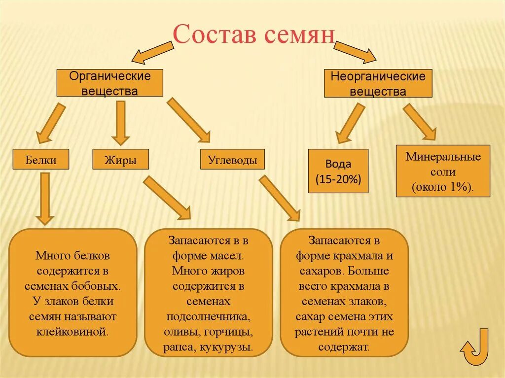 Вода органическая или неорганическая. Химический состав семян. Состав семени. Строение и химический состав семян. Какие вещества входят в состав семян.