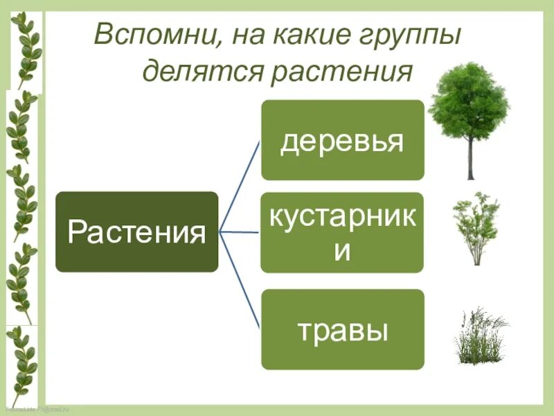 Растения делятся на. На какие группы делятся растения. Три группы растений. Растения леочтся на группы.