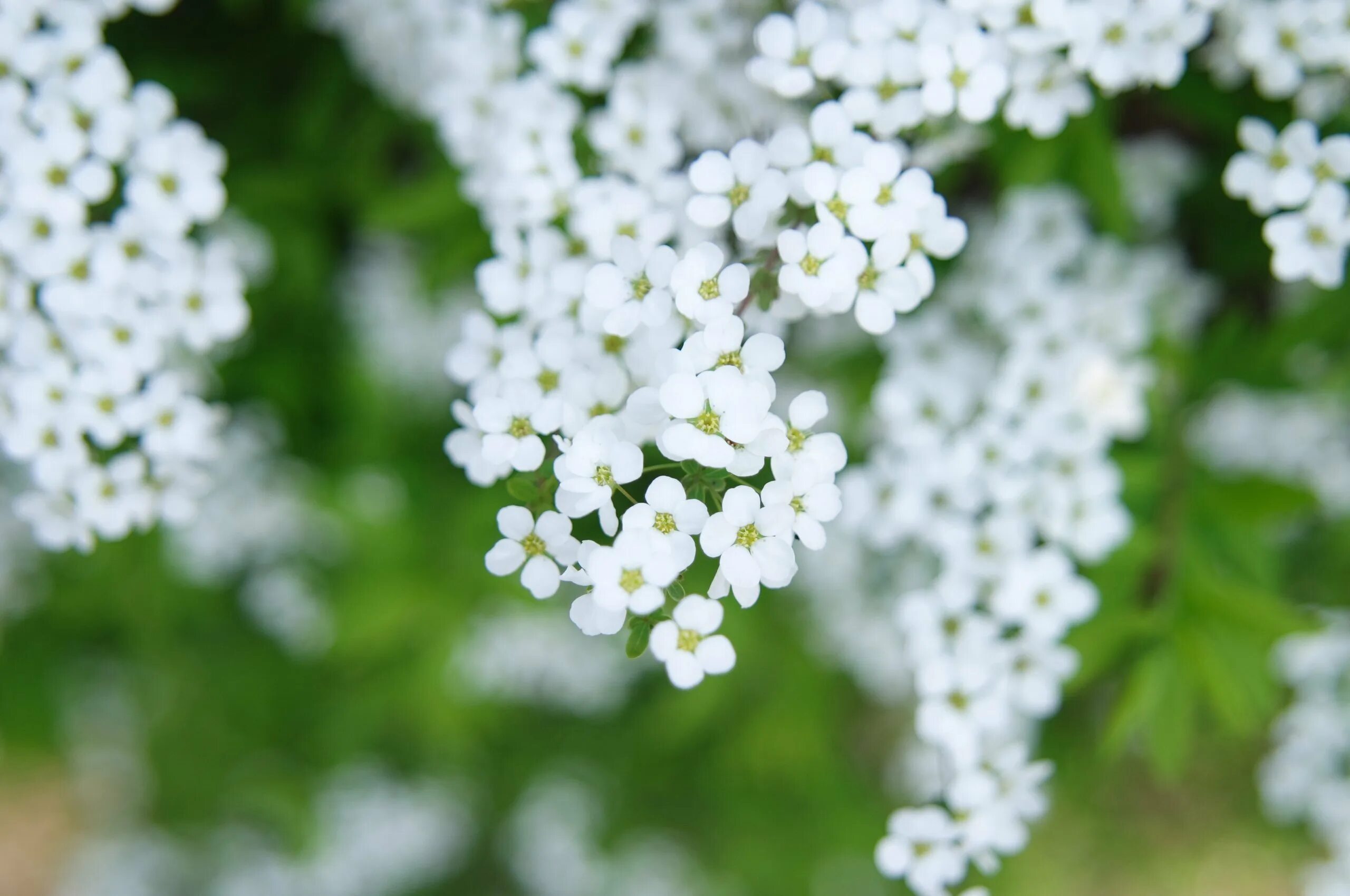 White spring. Мелкие белые цветы. Маленькие белые цветы. Маленькие беленькие цветочки. Белые мелкие весенние цветы.