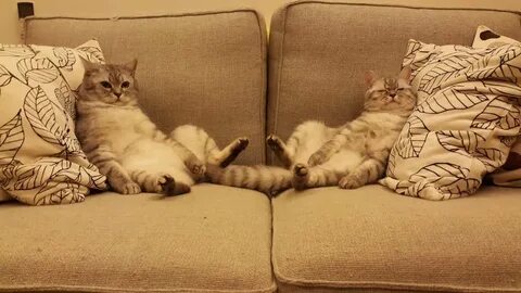 3 кота отдыхаю