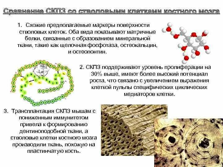 Белковая матрица. Стволовых клеток в стоматологии. Применение стволовых клеток в стоматологии. Белки стволовых клеток. Стволовые клетки в стоматологии презентация.