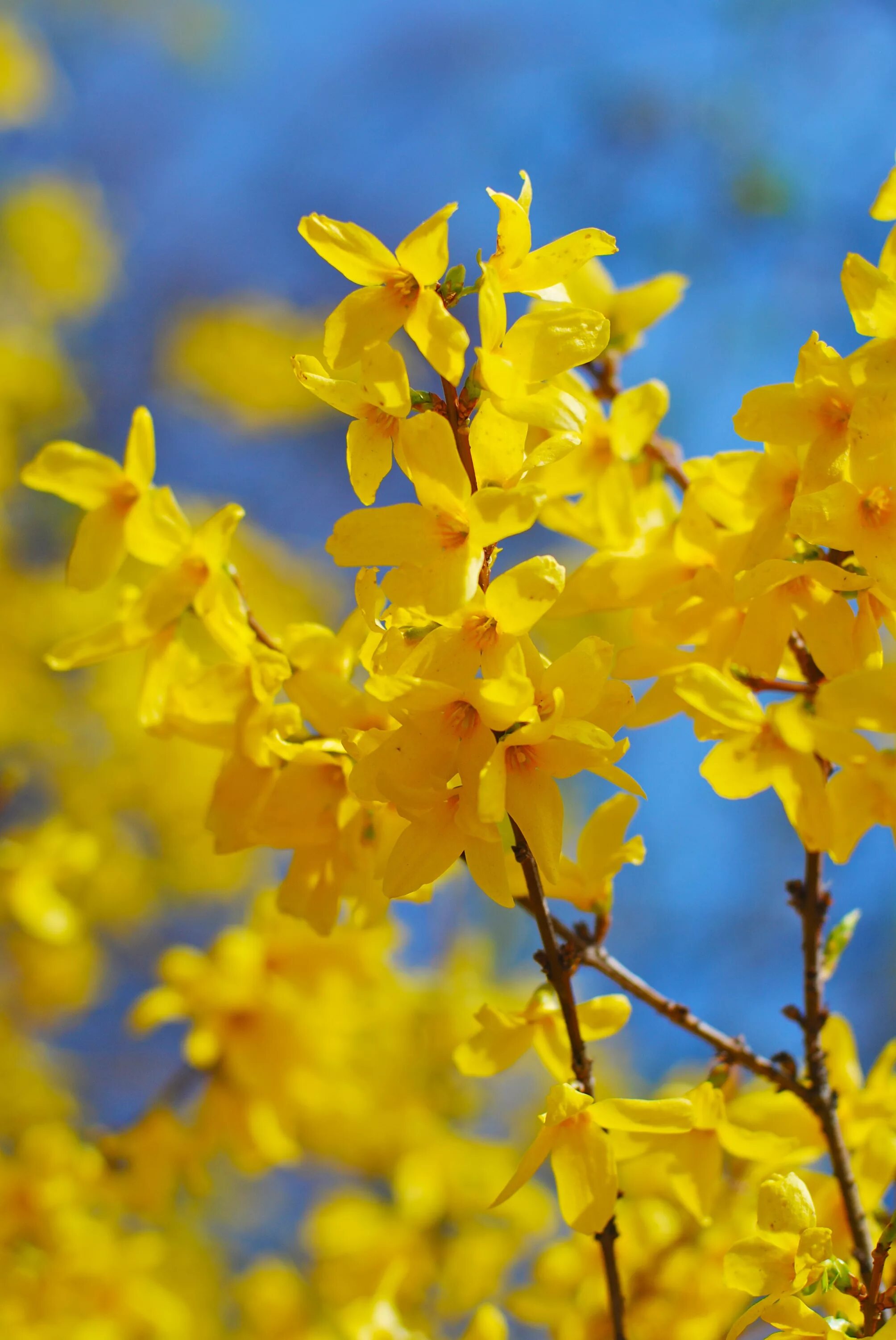 Кустарники цветущие желтым цветом ранней весной. Форзиция промежуточная Линвуд. Линвуд кустарник форзиция. Форзиция (форсайтия). Форзиция джиральда.