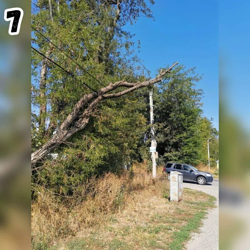 минутка золотушка