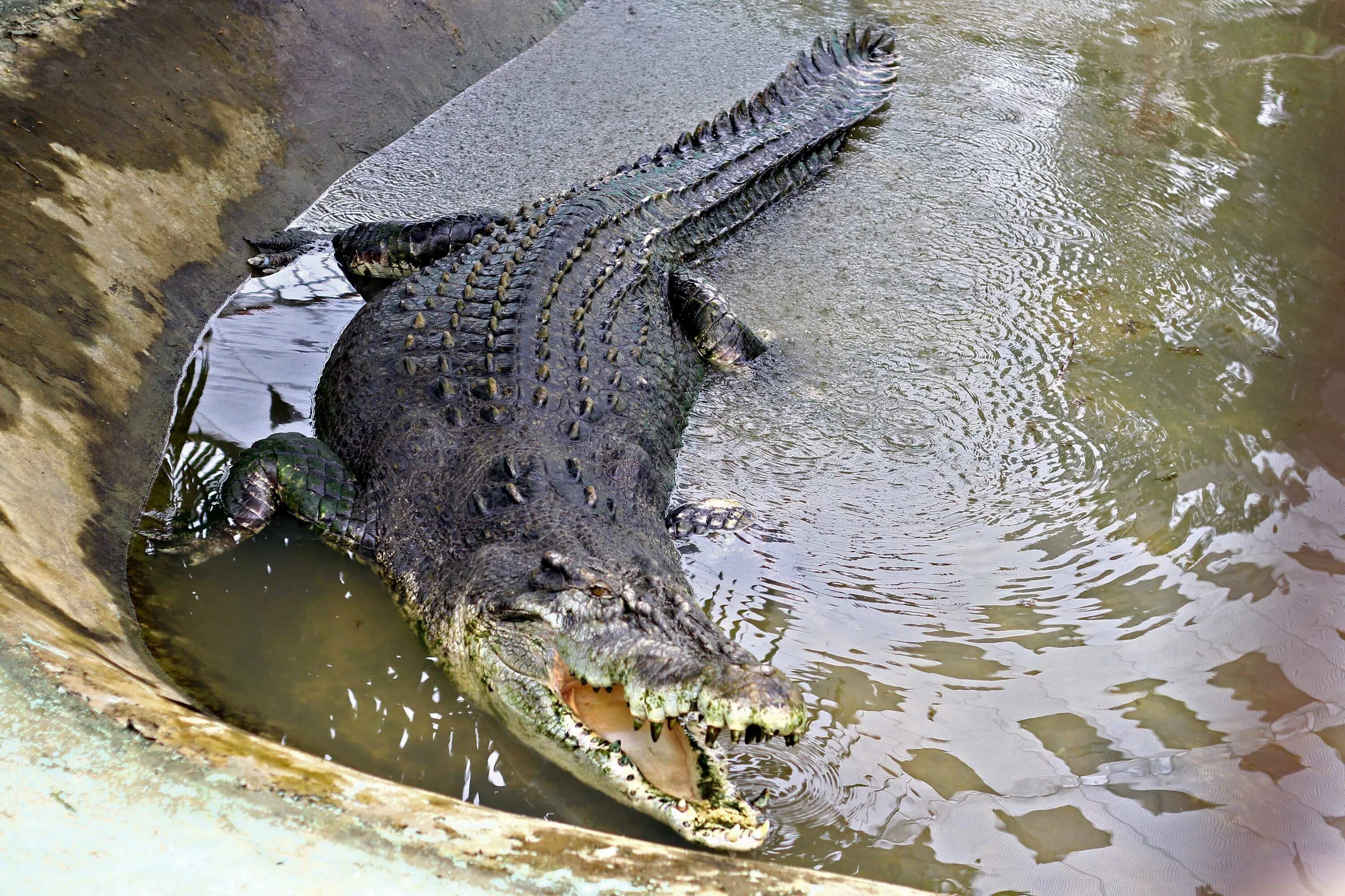 10 самых больших животных. Гигантский гребнистый крокодил. Гребнистый крокодил и Аллигатор. Гребнистый крокодил самый большой. Лолонг самый большой крокодил.