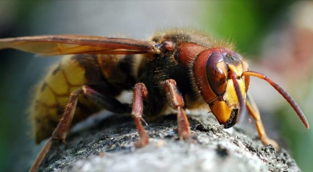 К чему снятся шершни во сне. Шершень обыкновенный Vespa crabro. Девятерик Шершень. Рой шершней. Восточный Шершень Vespa orientalis.