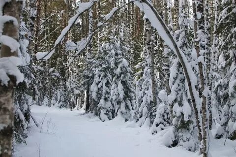 Сколько осталось белых