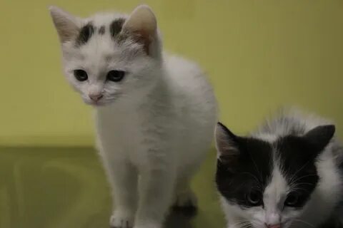 Вики кошечки