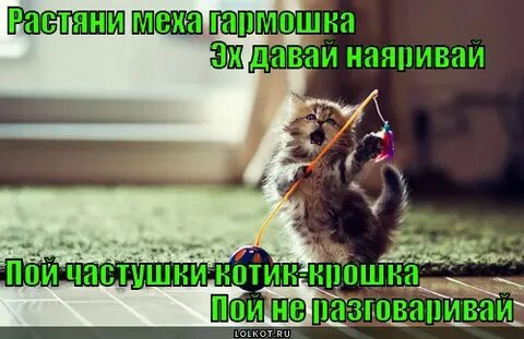 Меха гармошка пой не разговаривай