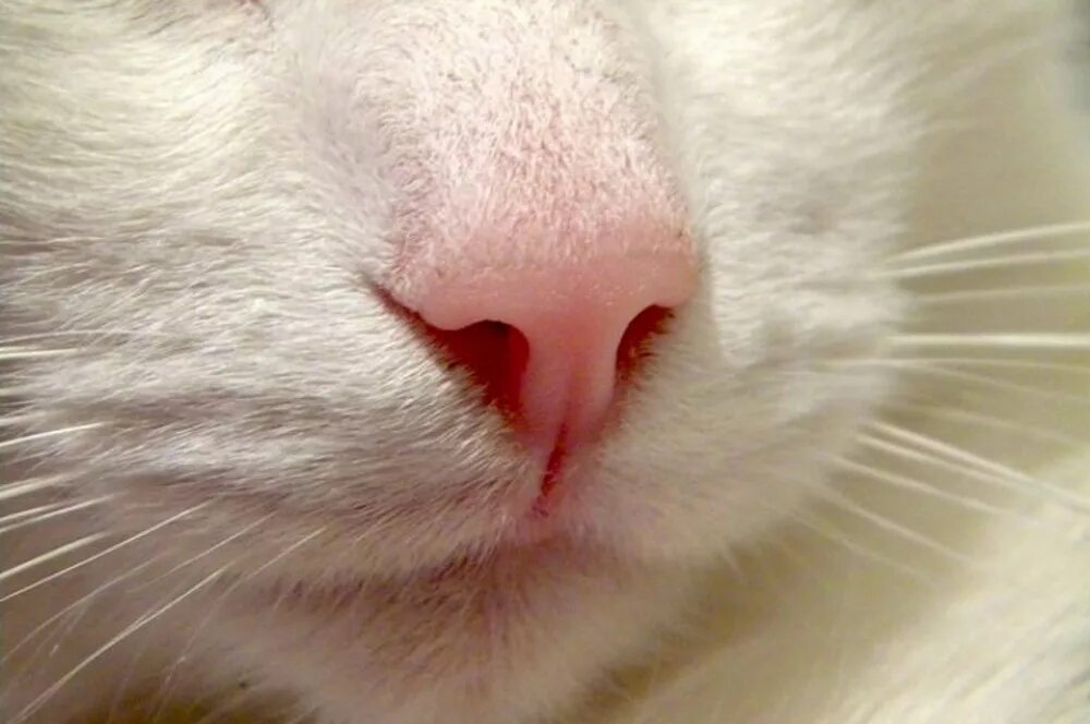 Кошачий нос. Розовый нос. Носик котика.