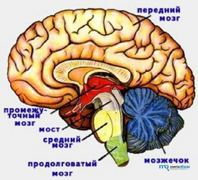 Отделы переднего мозга. Передний отдел головного мозга. Строение головного мозга млекопитающих.