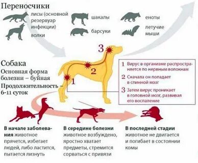 Признаки бешеной собаки