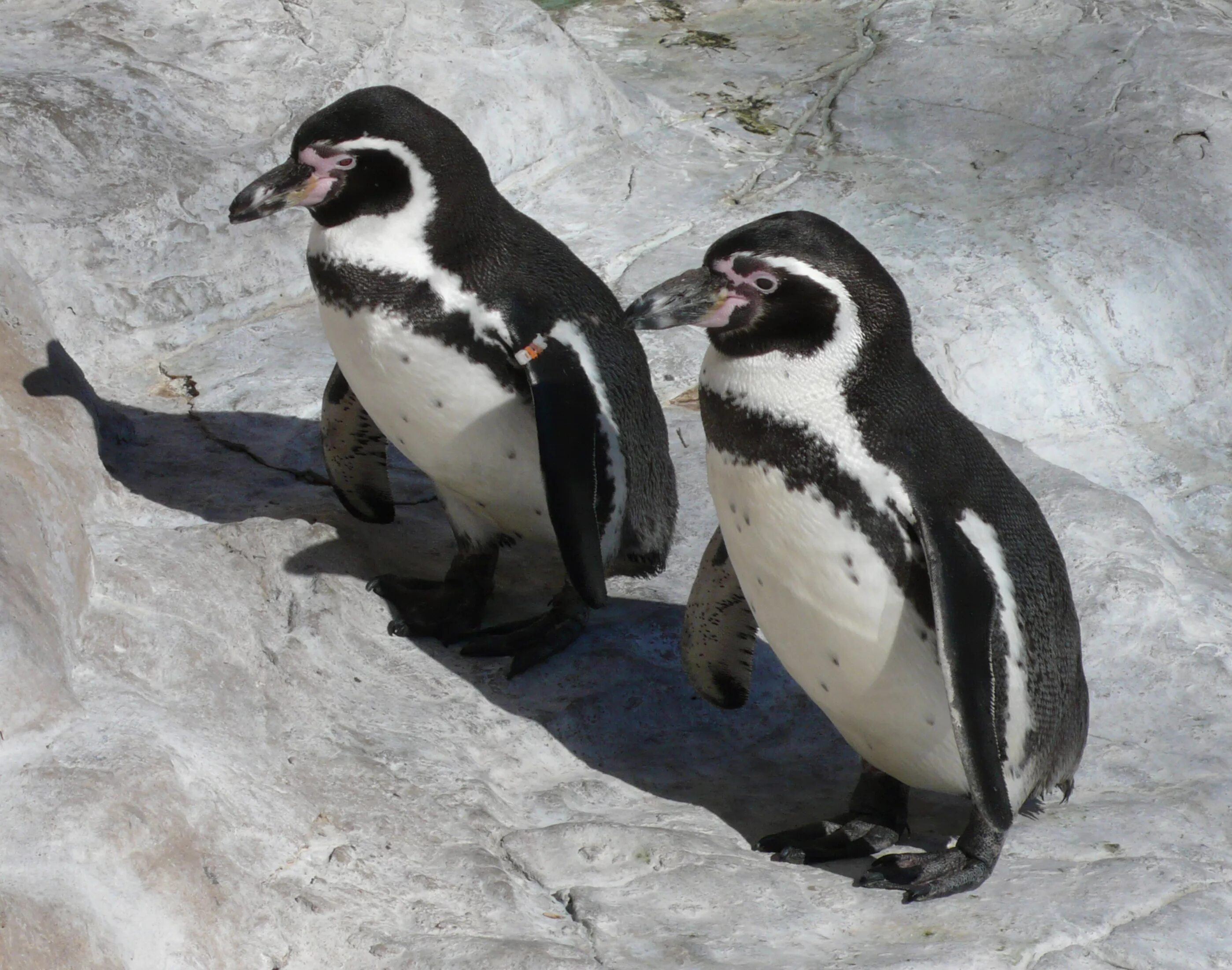 Пингвин гумбольдта. Вымершие Пингвинообразные. Гумбольдт Пингвин птицы. Пингвин Гумбольдта фото.