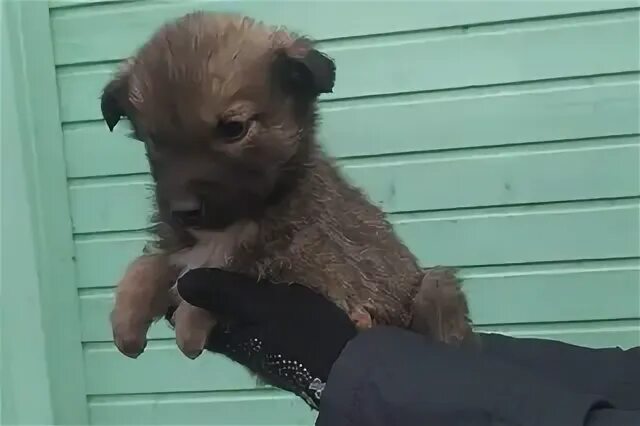Щенок полтора месяца. Щенок полтора месяца