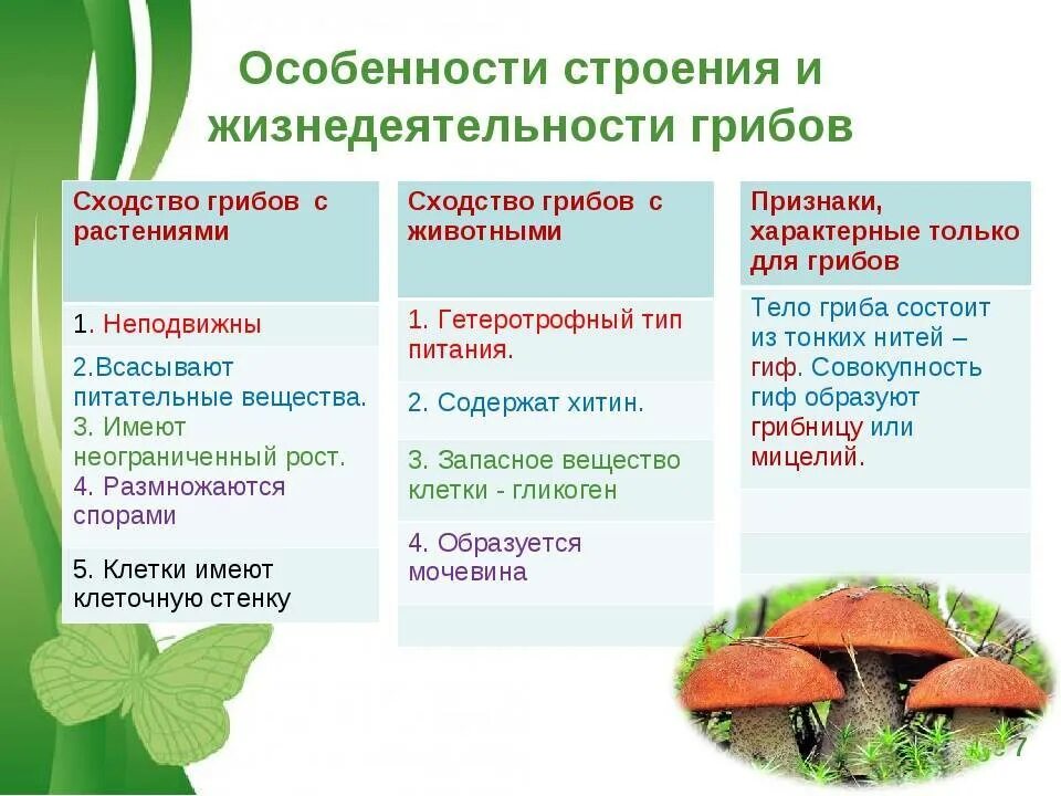 Есть царство грибов. Урок биологии 5 класс грибы общая характеристика. Особенности строения царство растения царство грибы. Царство грибов 5 класс биология таблица. Царство грибы особенности строения и жизнедеятельности.