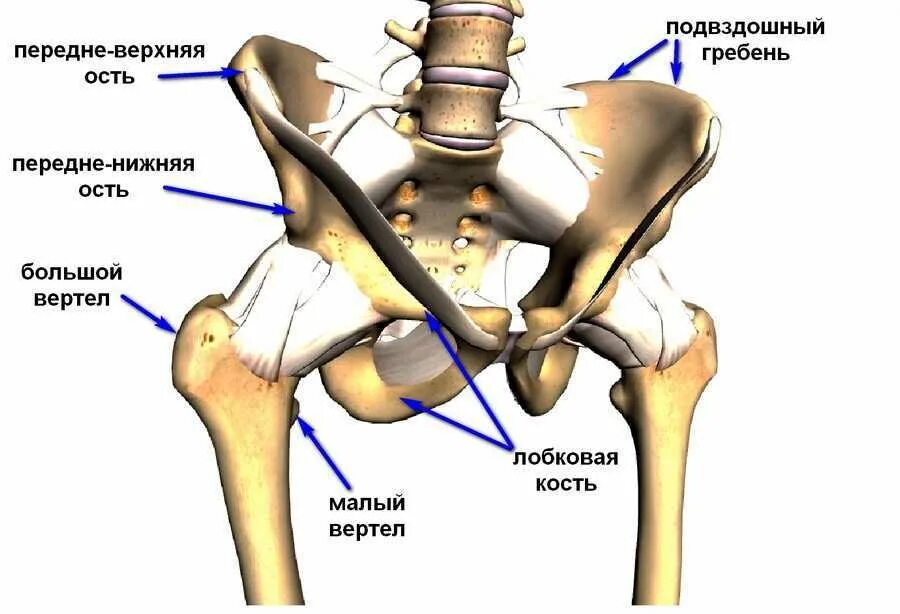 Подвздошная кость тазовой кости. Лонная кость тазобедренного сустава. Анатомия тазобедренного сустава кости. Подвздошная кость тазобедренного сустава. Тазобедренный сустав и подвздошной кости.