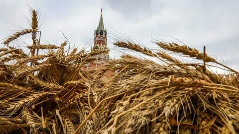 Мир зерна