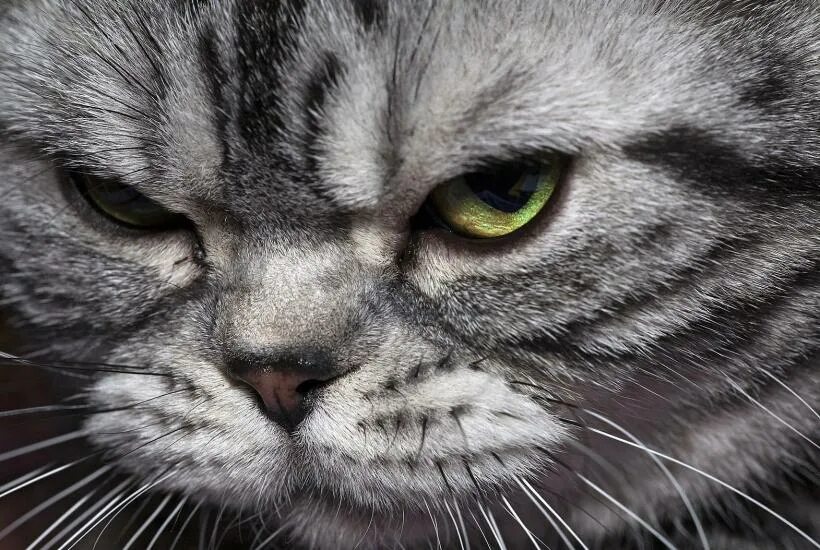 Кот грампи grumpy. Гневный кот. Недовольный кот. Злобный. Сердитая кошка.