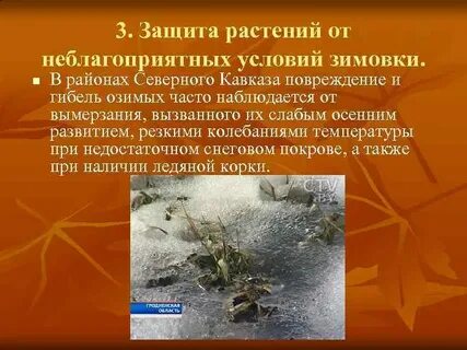 Условия зимовки